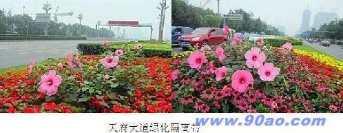 芙蓉葵